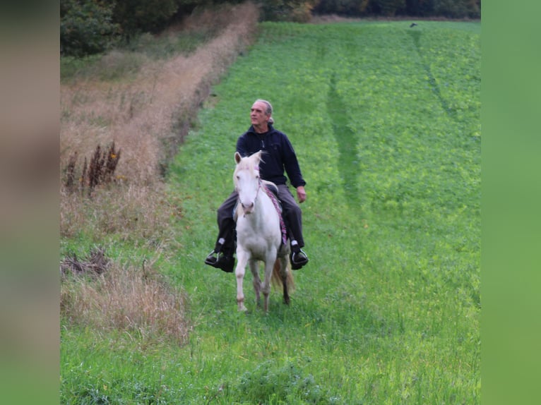 PRE Mix Mare 7 years 14,1 hh Cremello in Gemmerich