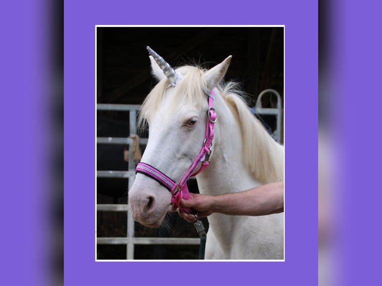 PRE Mix Mare 7 years 14,1 hh Cremello in Gemmerich