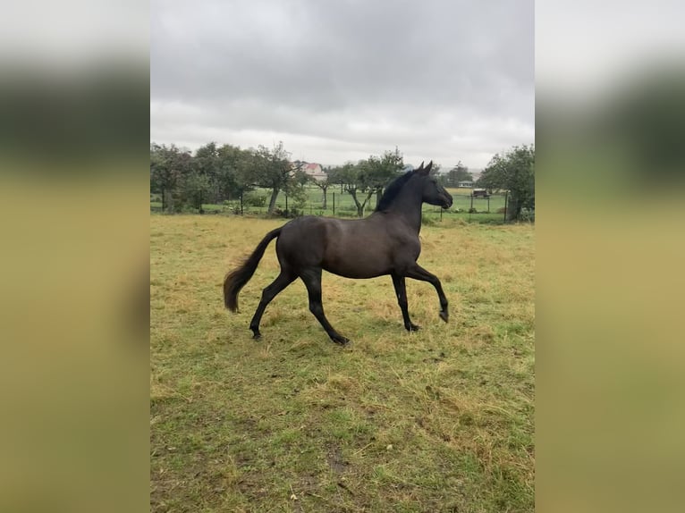 PRE Mare 7 years 14,2 hh Black in Ballenstedt