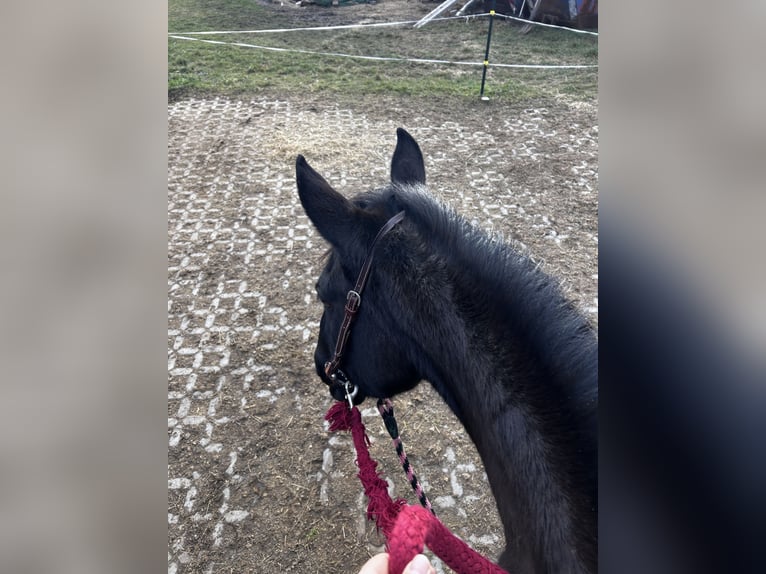 PRE Mare 7 years 14,2 hh Black in Ballenstedt