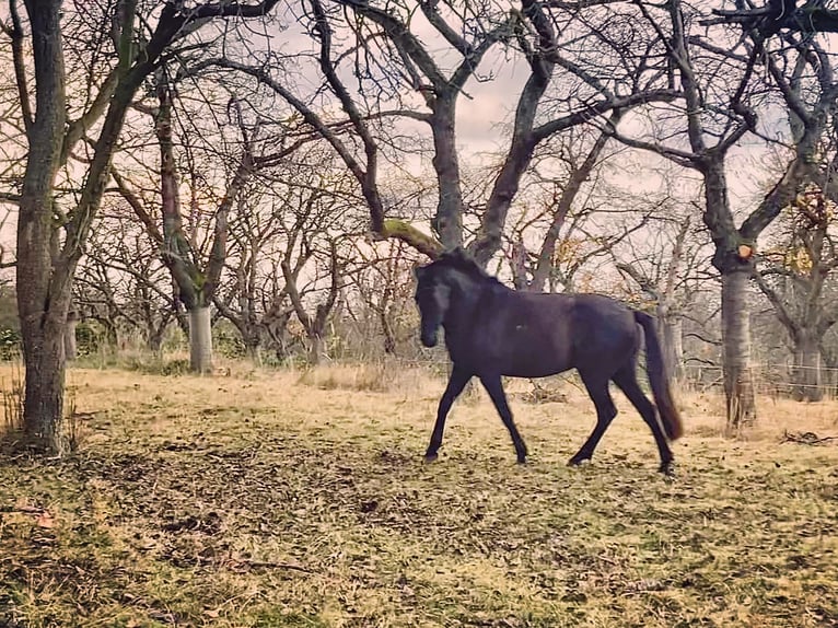 PRE Mare 7 years 14,2 hh Black in Ballenstedt