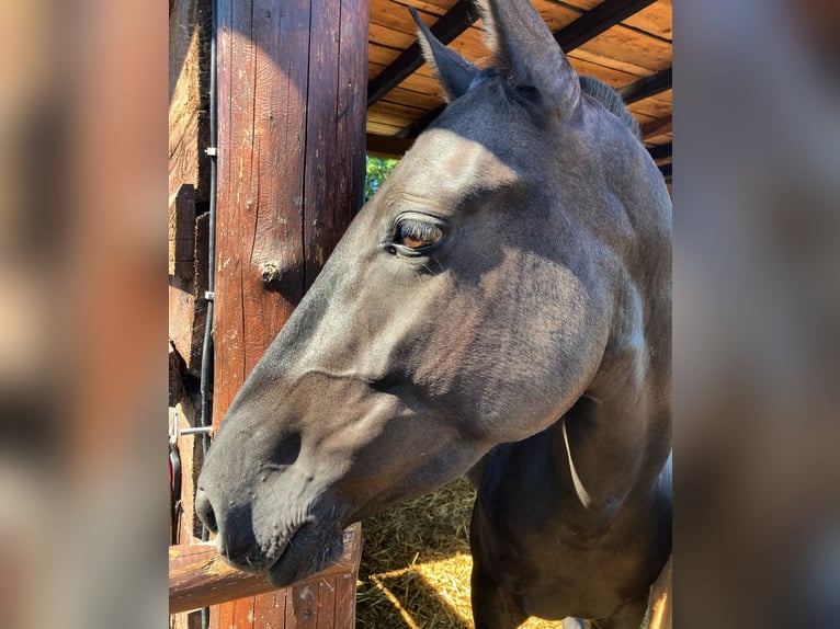 PRE Mare 7 years 14,2 hh Black in Ballenstedt