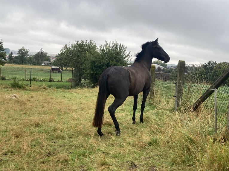 PRE Mare 7 years 14,2 hh Black in Ballenstedt