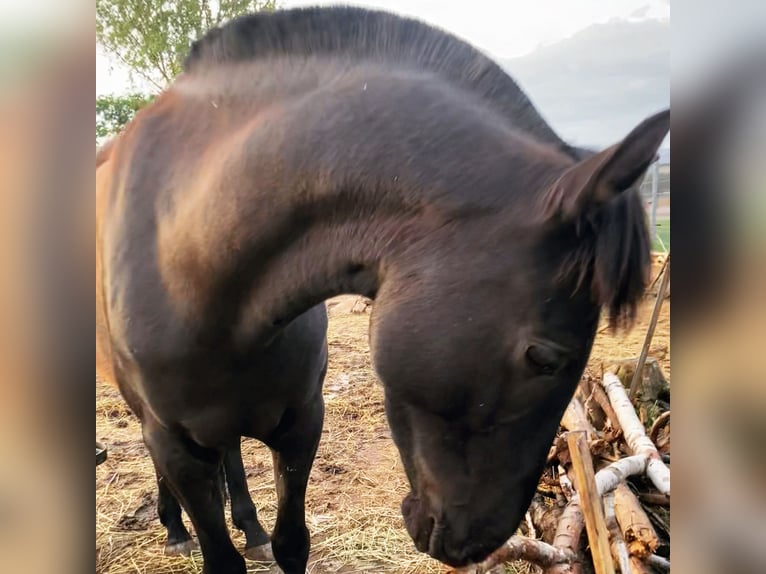 PRE Mare 7 years 14,2 hh Black in Ballenstedt