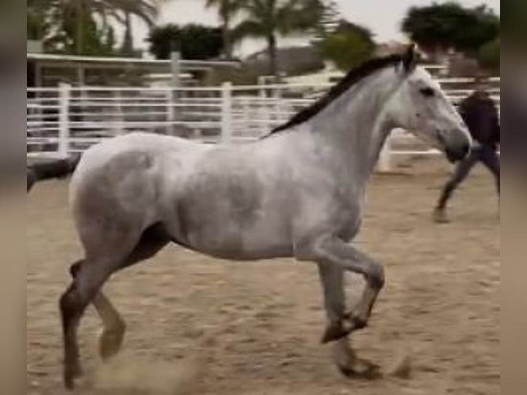 PRE Mix Mare 7 years 15.1 hh  in GIGJON