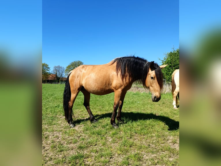 PRE Mix Mare 7 years 15.1 hh Dun in Rödinghausen