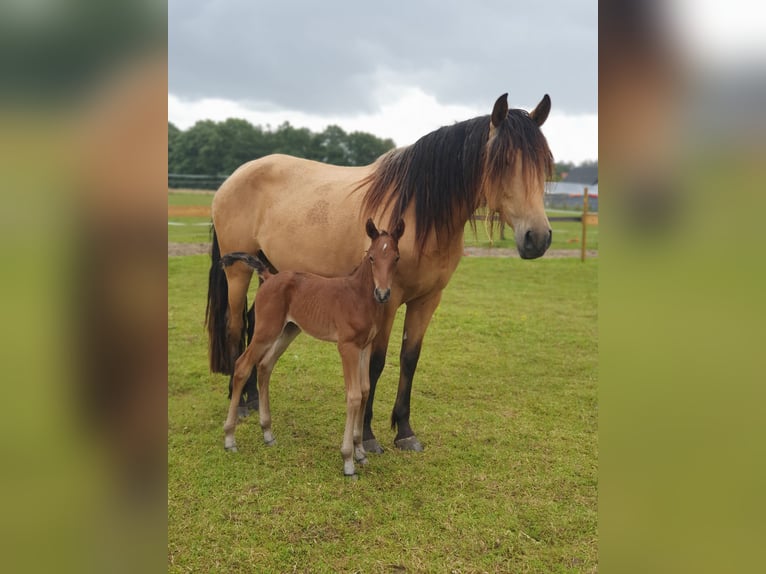 PRE Mix Mare 7 years 15.1 hh Dun in Rödinghausen