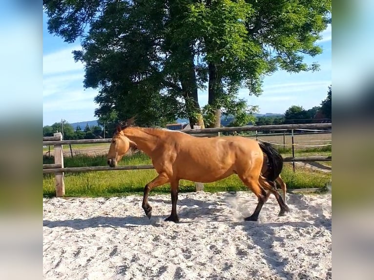 PRE Mix Mare 7 years 15.1 hh Dun in Rödinghausen