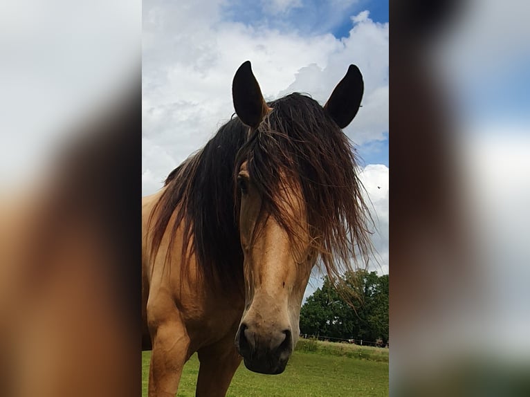 PRE Mix Mare 7 years 15.1 hh Dun in Rödinghausen