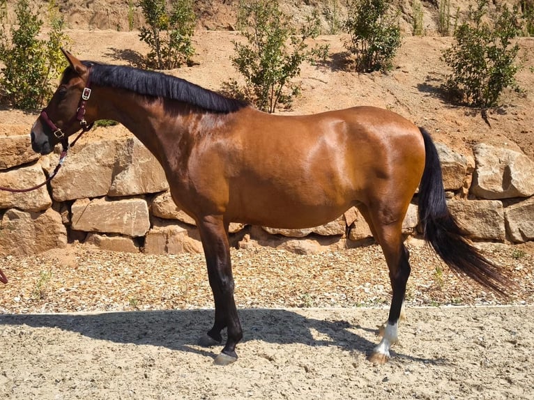 PRE Mare 7 years 15.2 hh Bay-Dark in Argentona