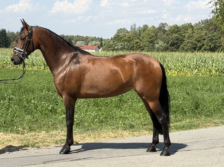 PRE Mare 7 years 15.2 hh Brown in Riedlingen