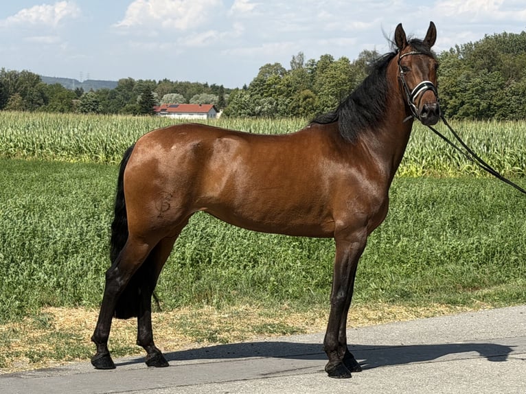 PRE Mare 7 years 15.2 hh Brown in Riedlingen