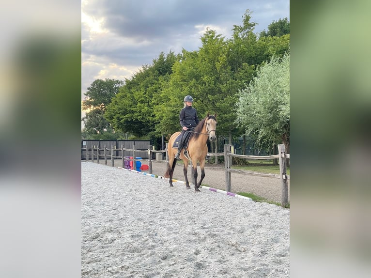 PRE Mix Mare 7 years 15.2 hh Champagne in Hasselt