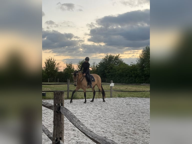 PRE Mix Mare 7 years 15.2 hh Champagne in Hasselt