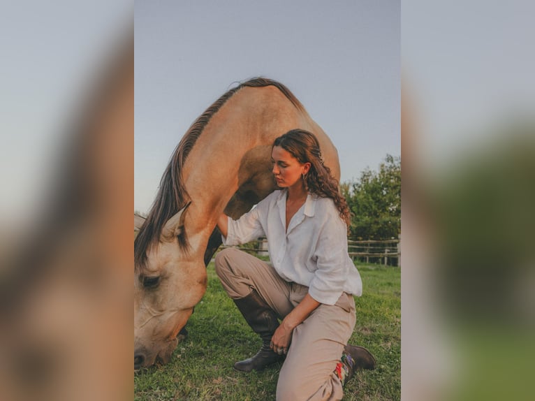 PRE Mix Mare 7 years 15.2 hh Champagne in Hasselt