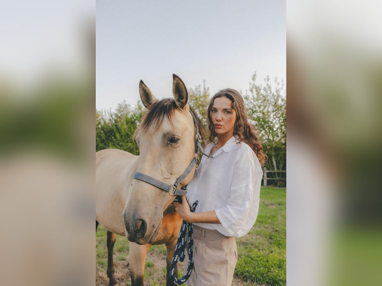 PRE Mix Mare 7 years 15.2 hh Champagne in Hasselt