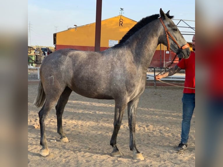 PRE Mix Mare 7 years 15,2 hh Gray in Madrid