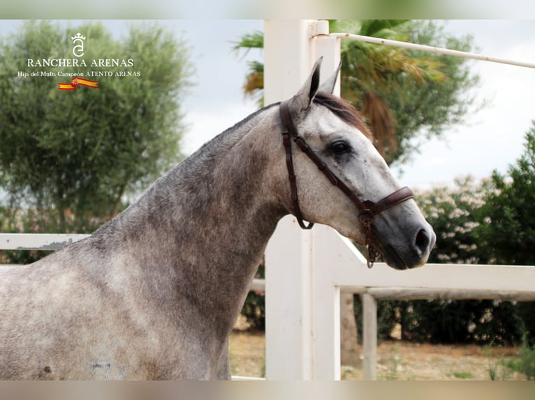 PRE Mare 7 years 15.2 hh Grey in Lebrija