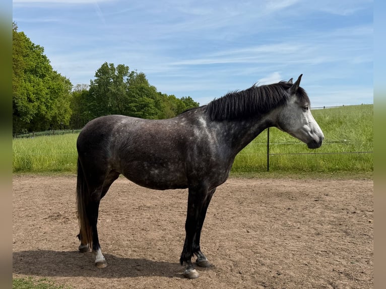 PRE Mare 7 years 15.2 hh Grey-Dark-Tan in Bottrop