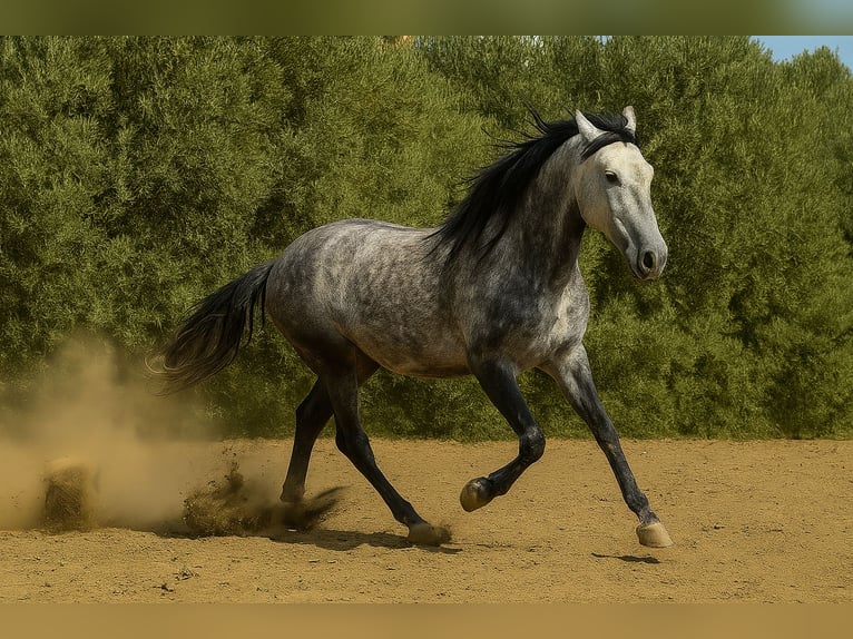 PRE Mix Mare 7 years 15.2 hh Grey in Tabernas Almeria