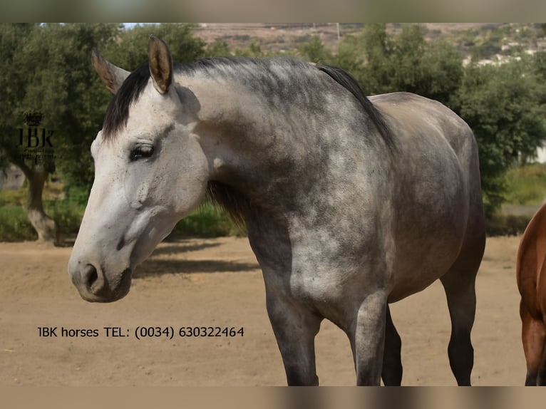 PRE Mix Mare 7 years 15.2 hh Grey in Tabernas Almeria