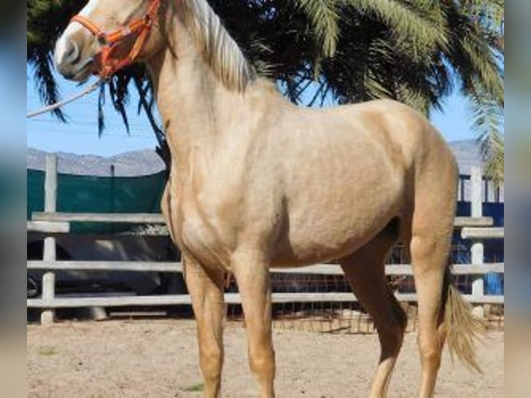 PRE Mix Mare 7 years 15,2 hh Overo-all-colors in Alicante