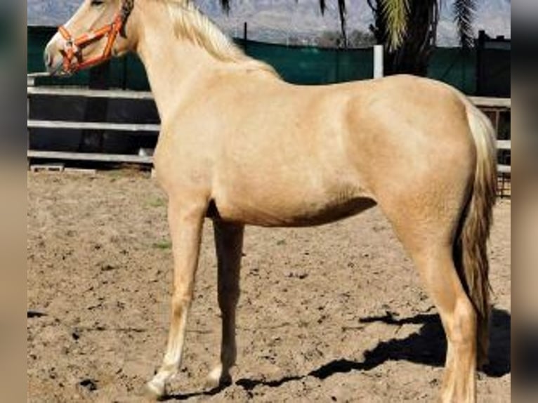 PRE Mix Mare 7 years 15,2 hh Overo-all-colors in Alicante