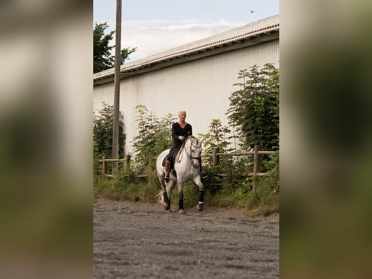 PRE Mix Mare 7 years 15,3 hh Gray in Handewitt