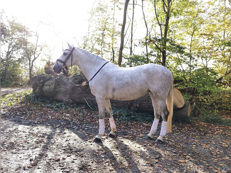 PRE Mix Mare 7 years 15,3 hh Gray in Handewitt