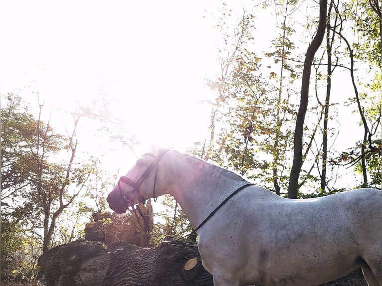 PRE Mix Mare 7 years 15,3 hh Gray in Handewitt