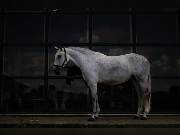 PRE Mix Mare 7 years 15,3 hh Gray in Handewitt