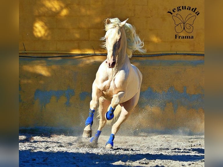 PRE Mare 7 years 15 hh Brown in Valencia