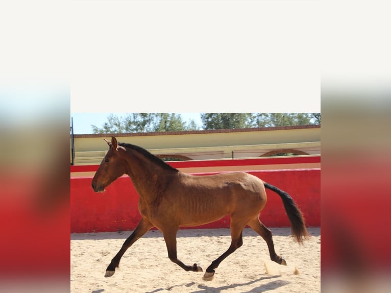 PRE Mare 7 years 15 hh Brown in Valencia