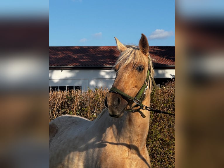 PRE Mare 7 years 15 hh Palomino in Freimersheim