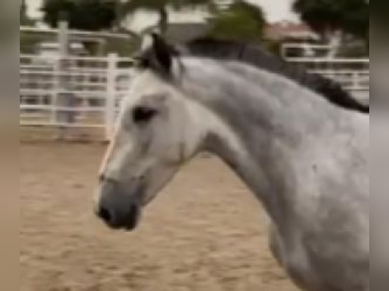 PRE Mix Mare 7 years 15,1 hh in GIGJON