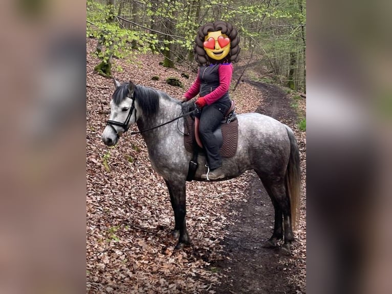 PRE Mix Mare 7 years 15,1 hh Gray in Adenau