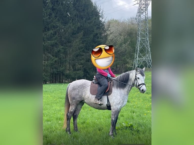 PRE Mix Mare 7 years 15,1 hh Gray in Adenau