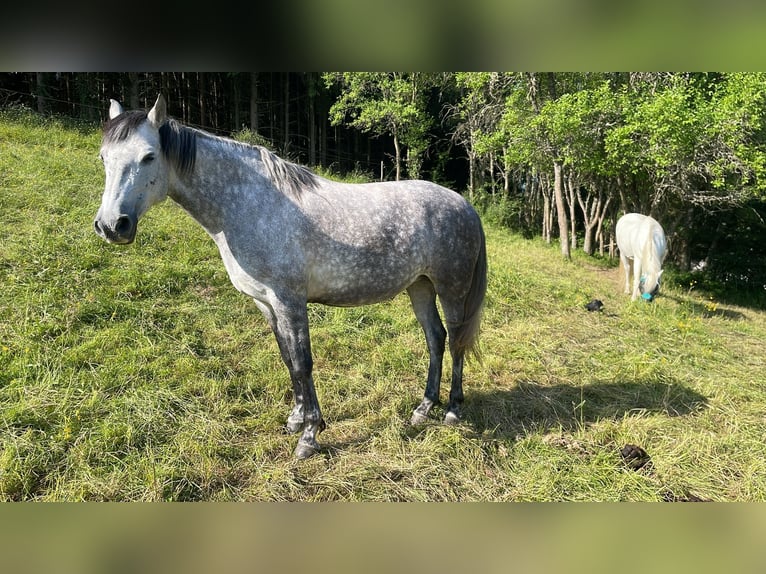 PRE Mix Mare 7 years 15,1 hh Gray in Adenau