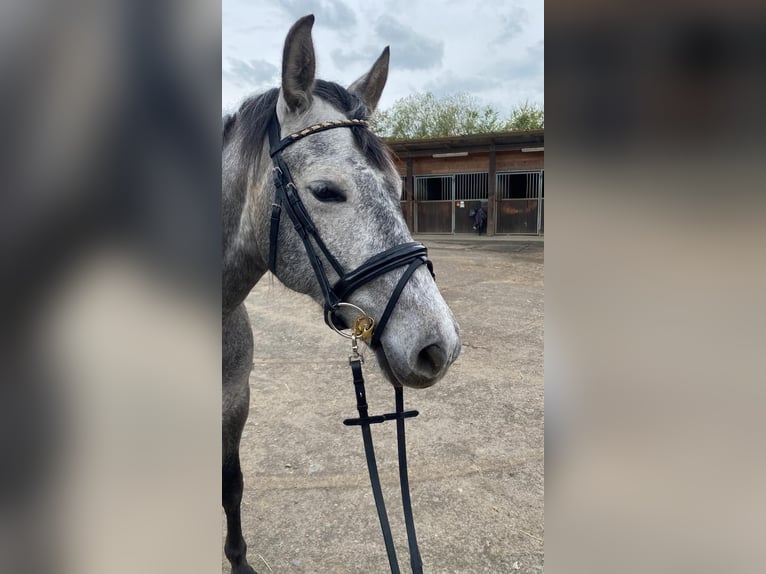 PRE Mix Mare 7 years 15,1 hh Gray in Adenau