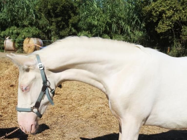 PRE Mare 7 years 15,1 hh Palomino in Pedret i Marzá