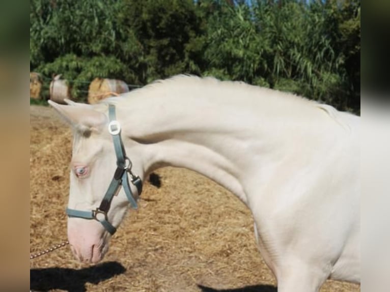 PRE Mare 7 years 15,1 hh Palomino in Pedret i Marzá