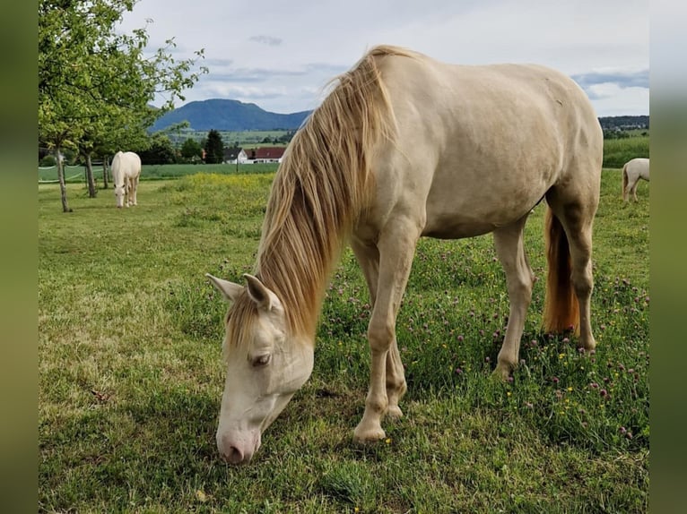 PRE Mare 7 years 15,1 hh Perlino in Balingen
