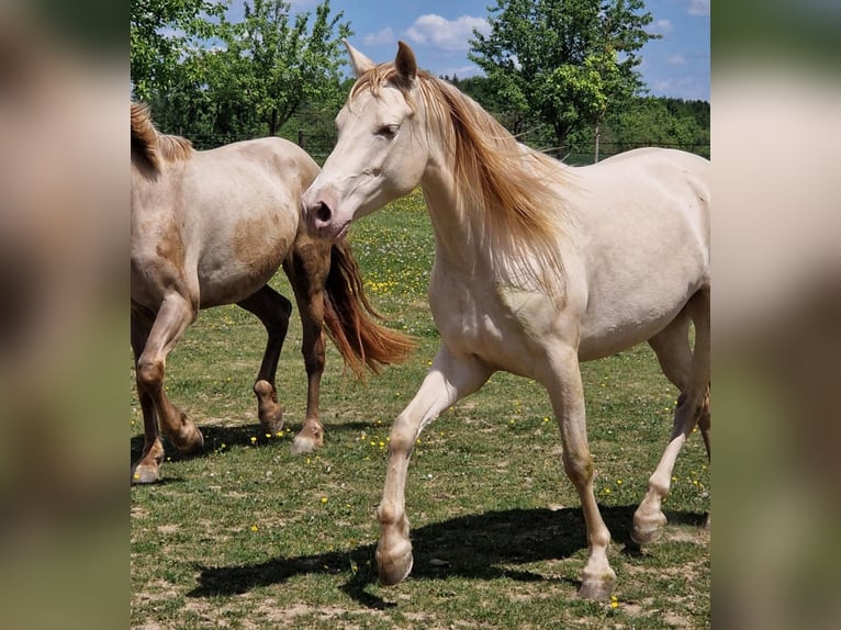 PRE Mare 7 years 15,1 hh Perlino in Balingen