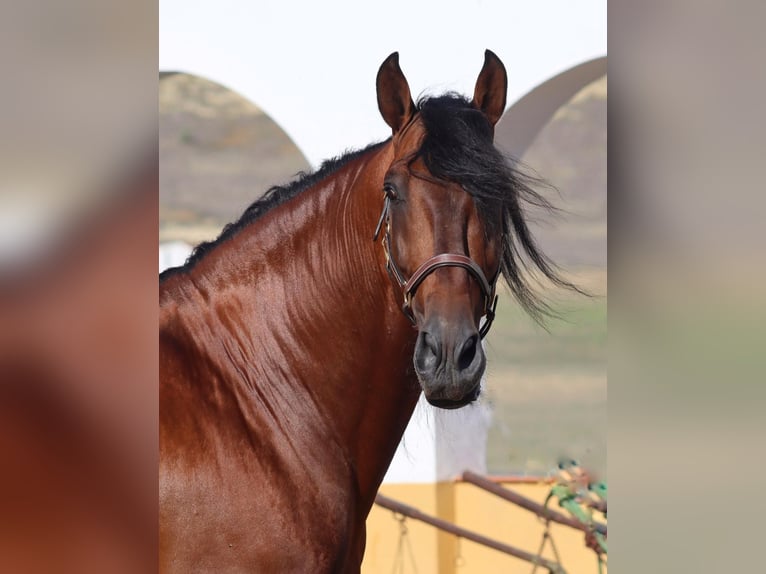 PRE Mix Mare 7 years 15,2 hh Bay-Dark in Fuente Obejuna