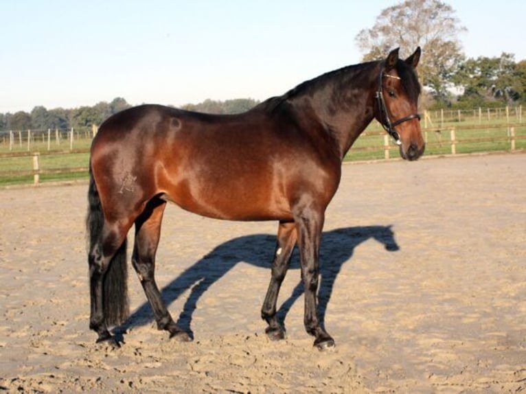 PRE Mix Mare 7 years 15,2 hh Brown in Pinneberg
