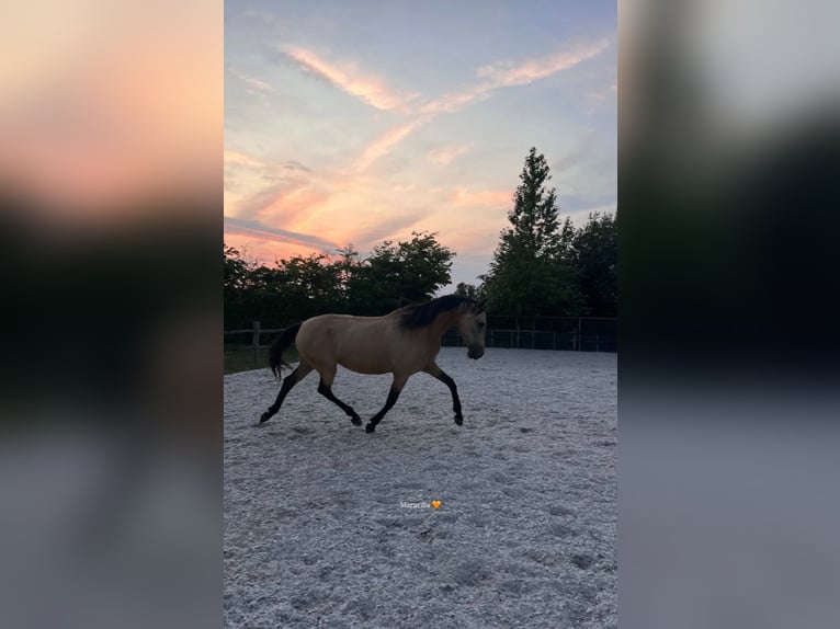 PRE Mix Mare 7 years 15,2 hh Champagne in Hasselt