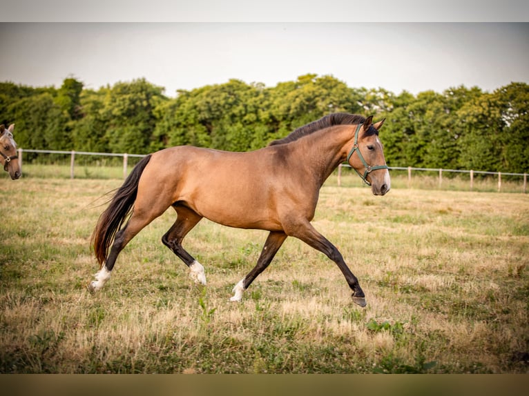PRE Mix Mare 7 years 15,2 hh Dun in &#xC9;commoy