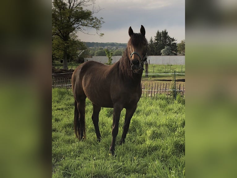 PRE Mix Mare 7 years 15,2 hh Dun in Bettange