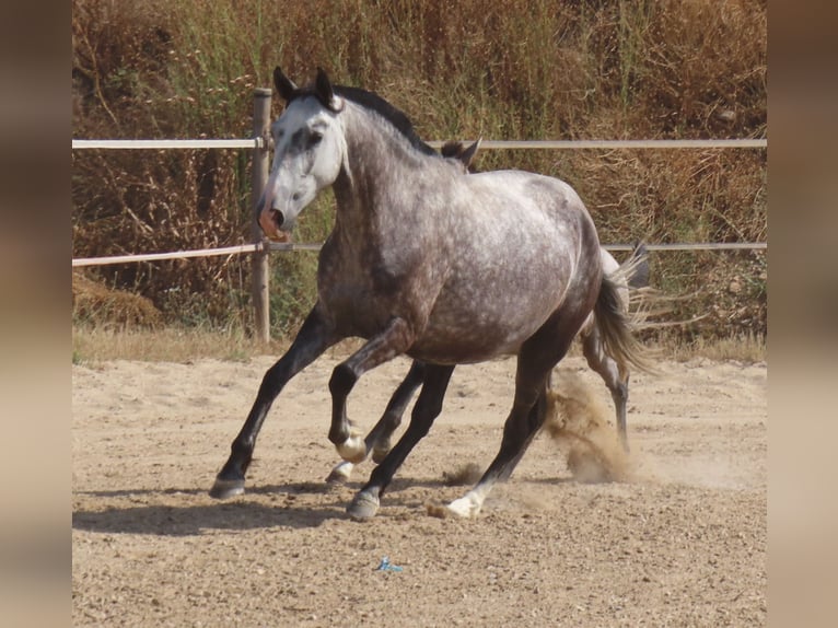 PRE Mix Mare 7 years 15,2 hh Gray in Torres De La Alameda