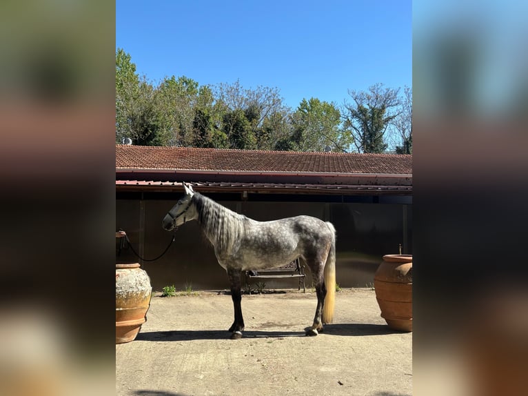 PRE Mare 7 years 15,2 hh Grey in Rosano